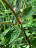 Hypericum maculatum