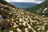 Rhododendron caucasicum
