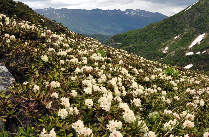 Image of Rhododendron caucasicum specimen.