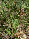 Potentilla argentea. Нижняя часть побега. Челябинская обл., окр. г. Челябинск, Золотая горка, разнотравная поляна в берёзовом лесу. 05.07.2014.