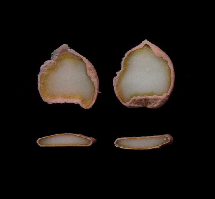 Изображение особи Viburnum opulus.