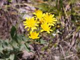 Hieracium virosum. Раскрывшиеся и нераскрывшиеся соцветия. Кыргызстан, Нарынская обл., левый берег р. Нарын, окр. с. Таш-Башат. 07.07.2015.