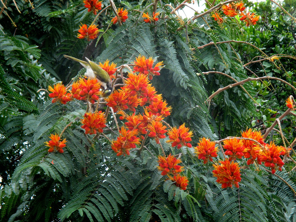 Image of Colvillea racemosa specimen.