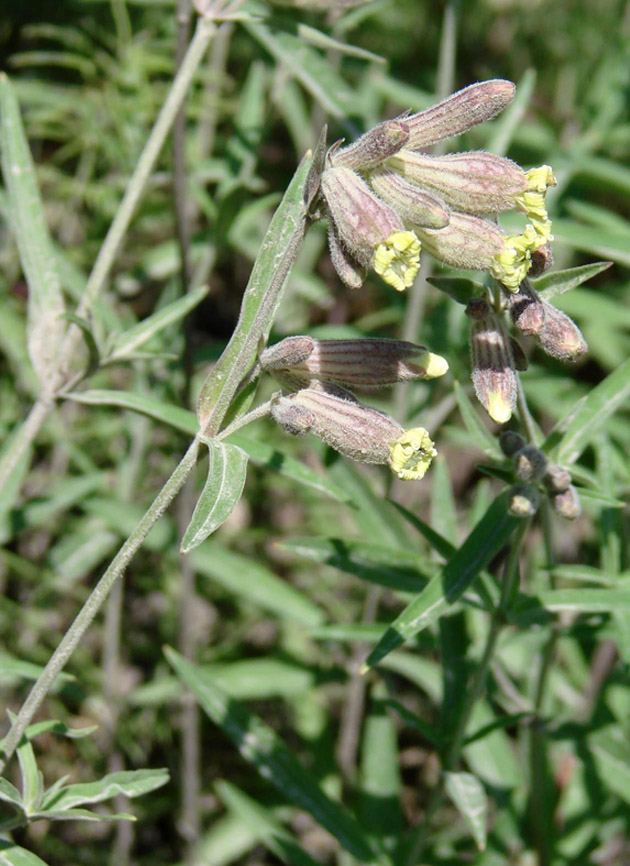 Image of Silene amoena specimen.