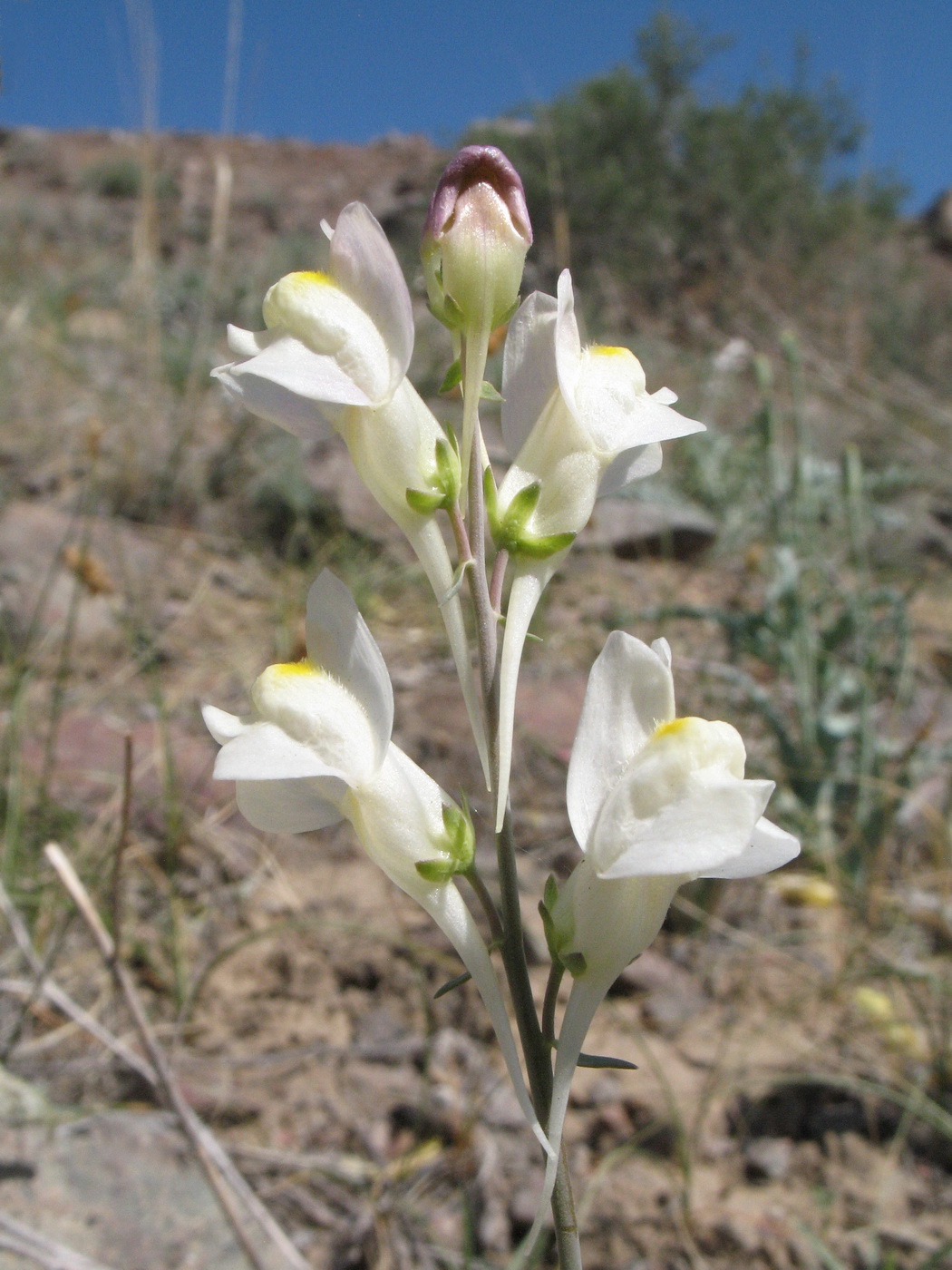 Изображение особи Linaria transiliensis.