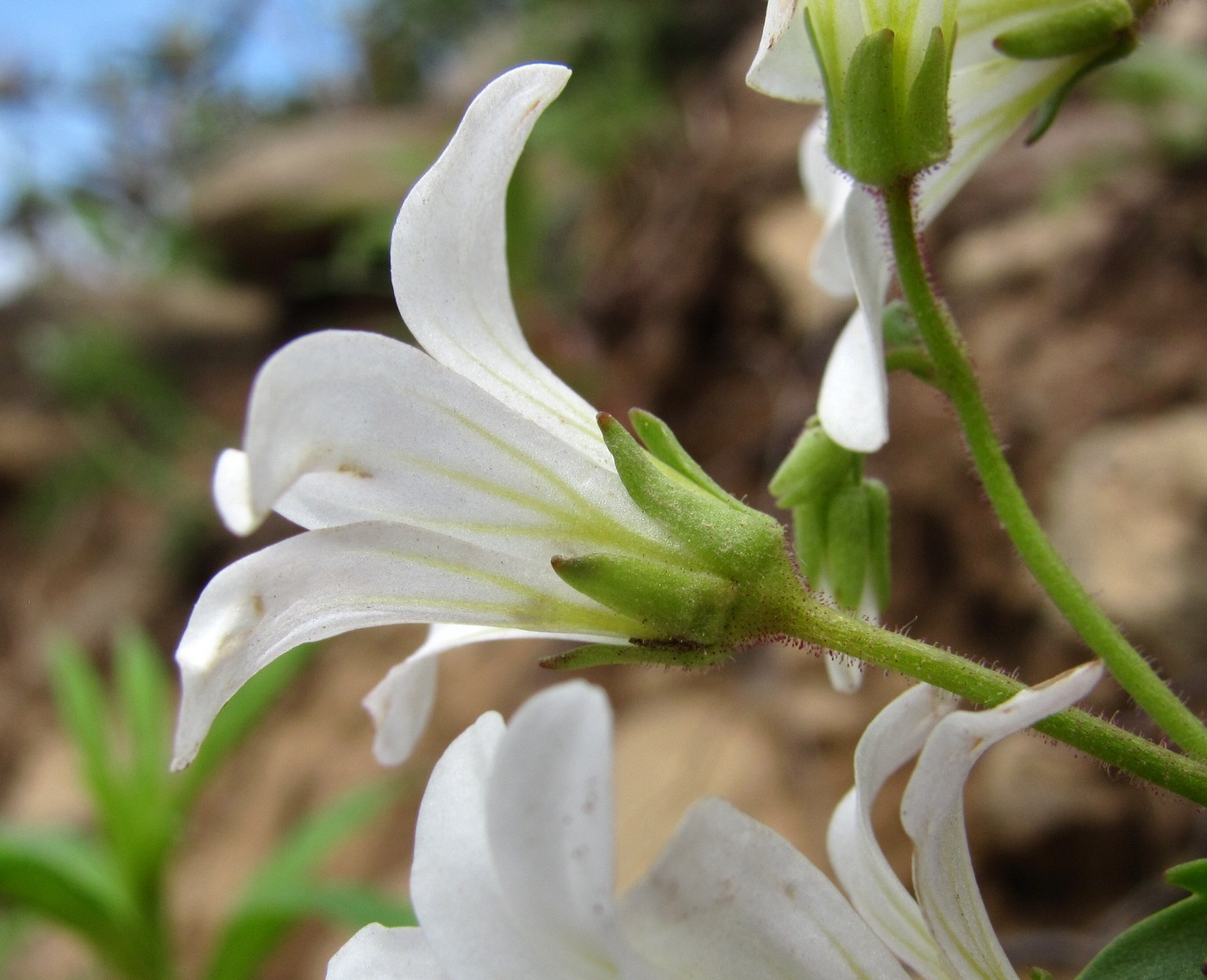 Изображение особи Saxifraga sibirica.