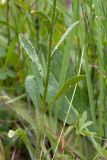 Leucanthemum ircutianum. Часть побега. Беларусь, Витебская обл., пос. Езерище, луг по залежи. 13.07.2015.