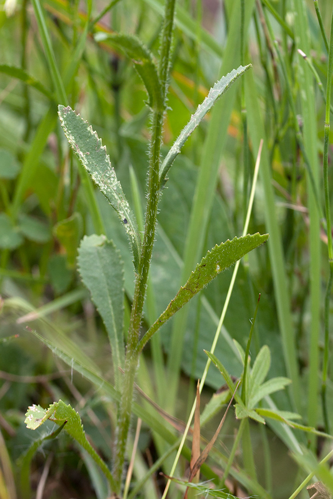 Image of Leucanthemum ircutianum specimen.