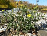 Senecio viscosus