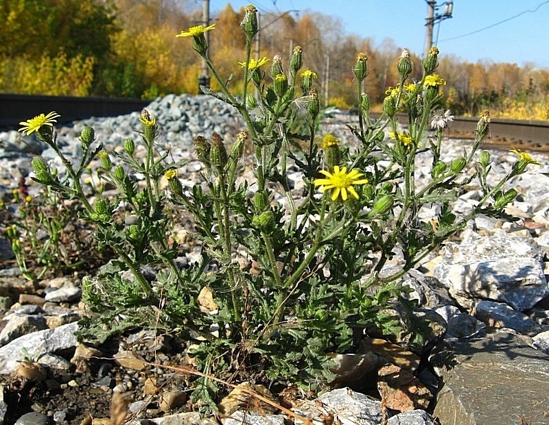 Изображение особи Senecio viscosus.