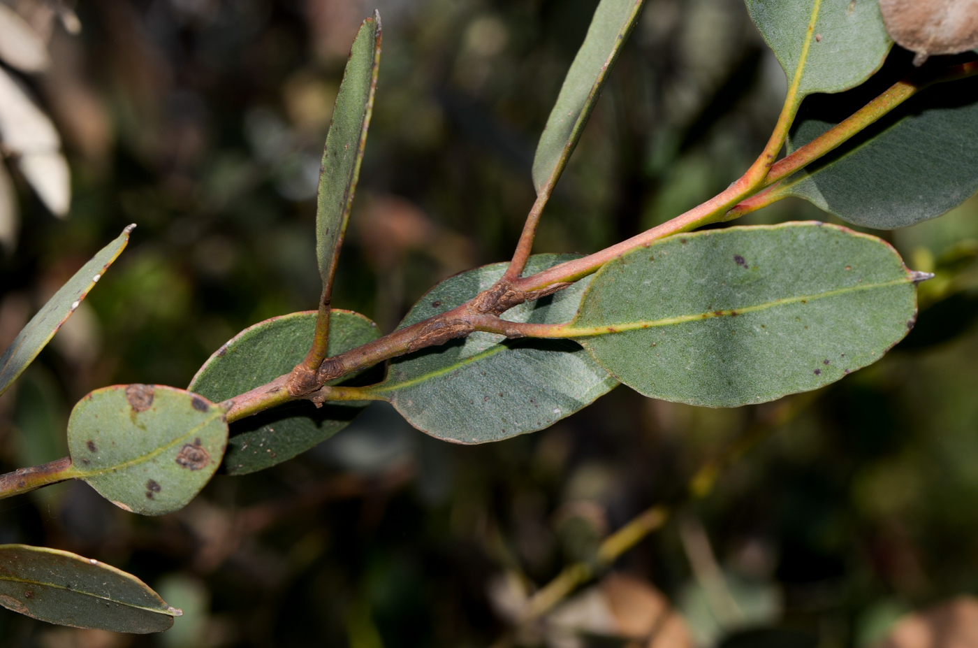 Изображение особи Eucalyptus forrestiana.