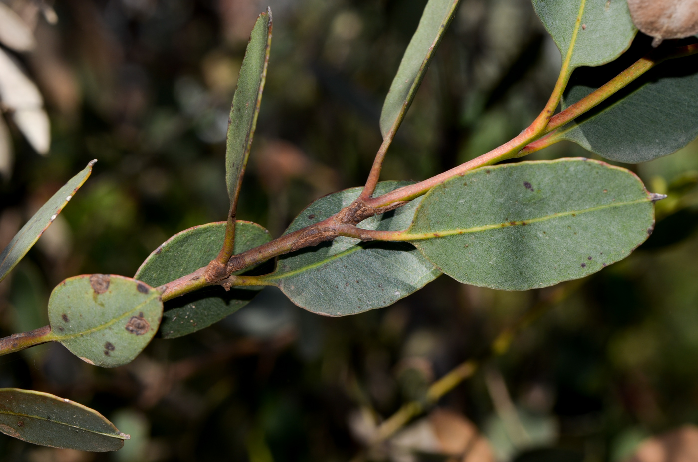 Image of Eucalyptus forrestiana specimen.