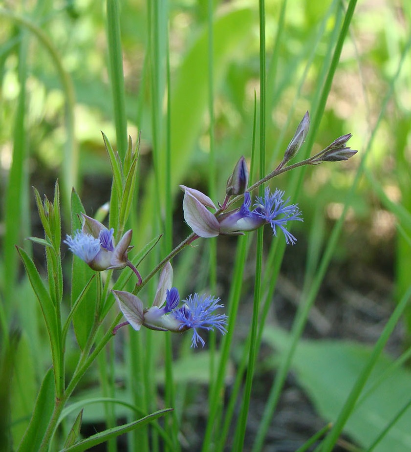 Image of Polygala sibirica specimen.