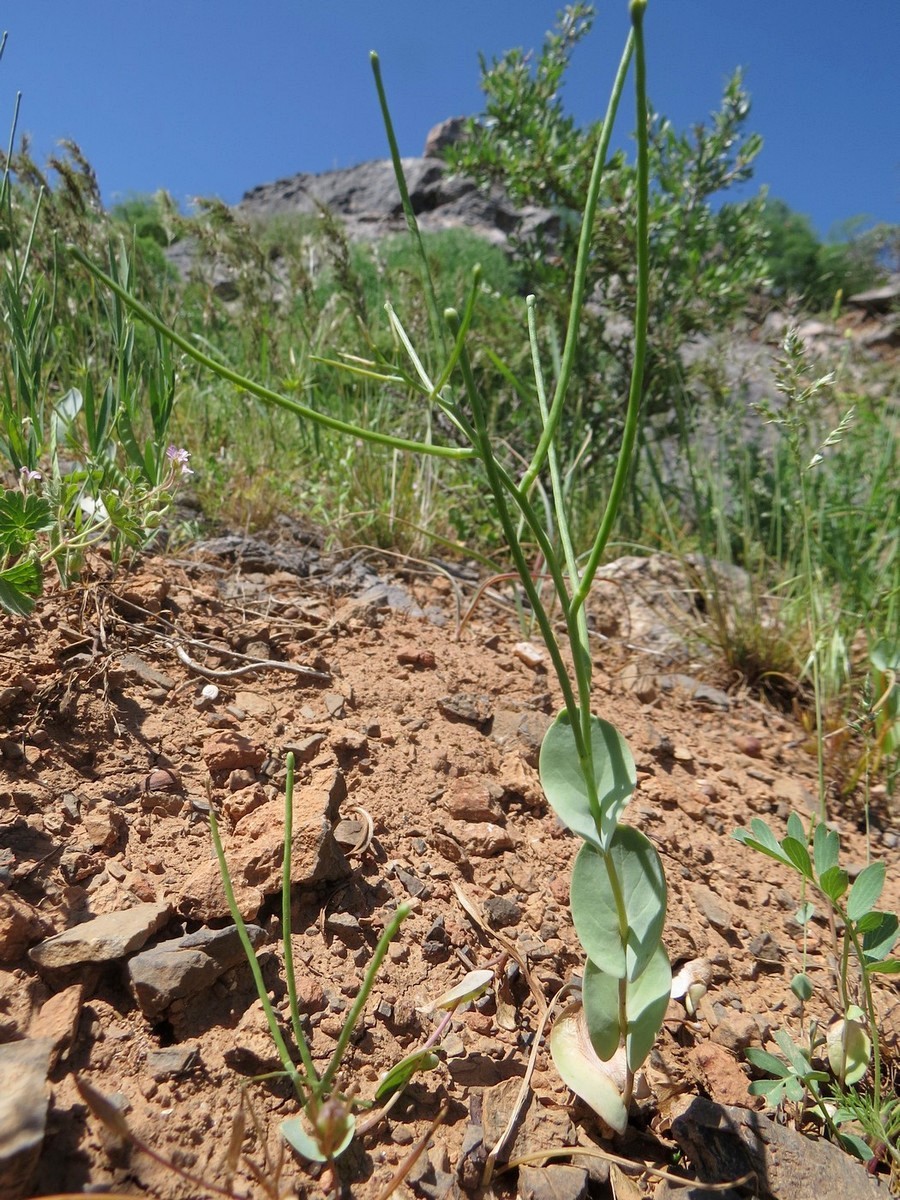 Изображение особи Conringia clavata.