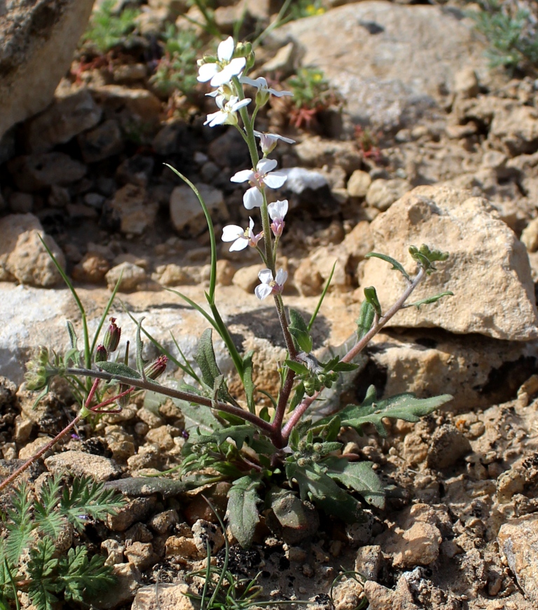 Image of Neotorularia dentata specimen.