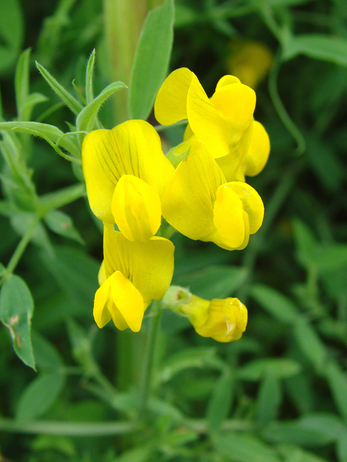 Image of Lathyrus pratensis specimen.
