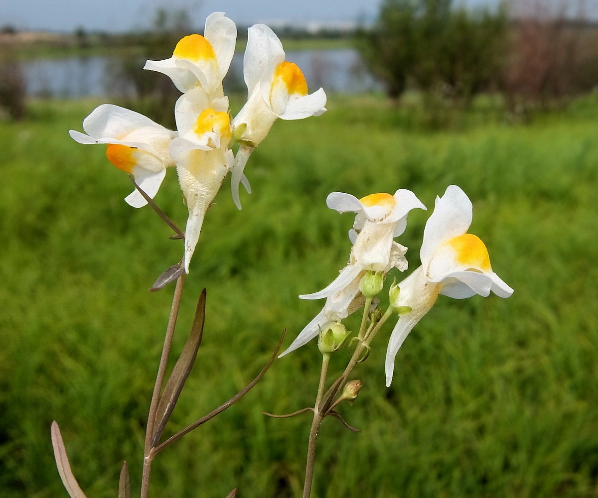 Image of Linaria melampyroides specimen.