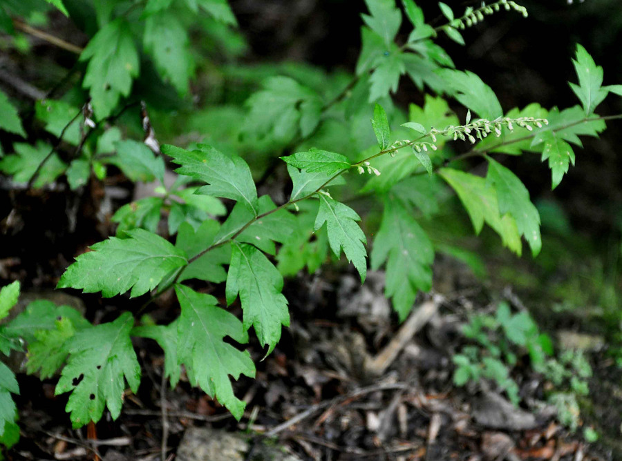 Image of Artemisia keiskeana specimen.