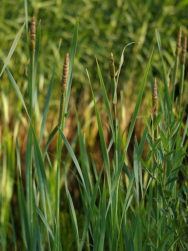 Изображение особи Typha intermedia.