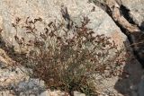 Limonium virgatum