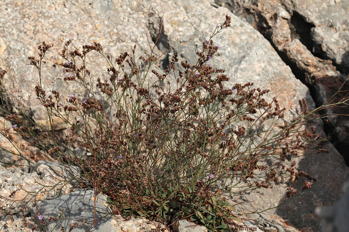 Image of Limonium virgatum specimen.