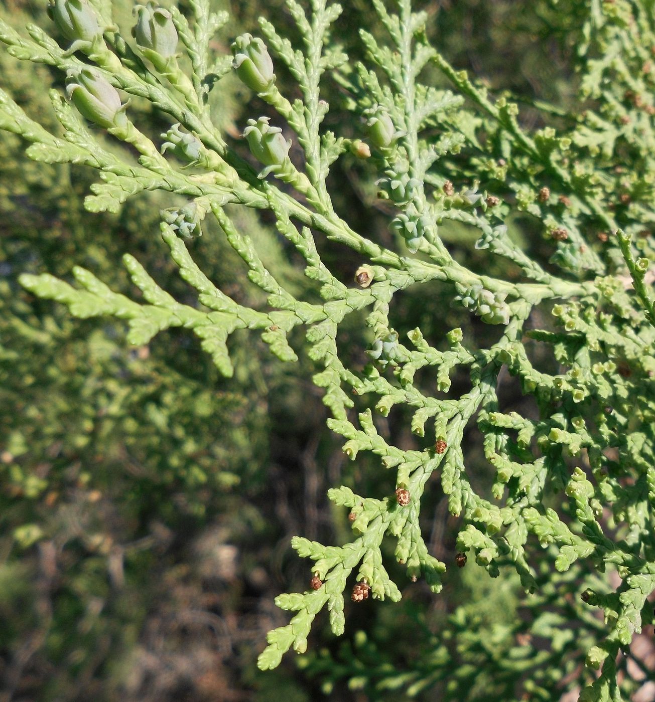 Изображение особи Platycladus orientalis.