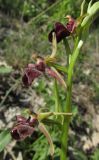 Ophrys mammosa. Соцветие. Крым, окр. с. Терновка, редколесье из дуба и можжевельника колючего. 2 мая 2016 г.