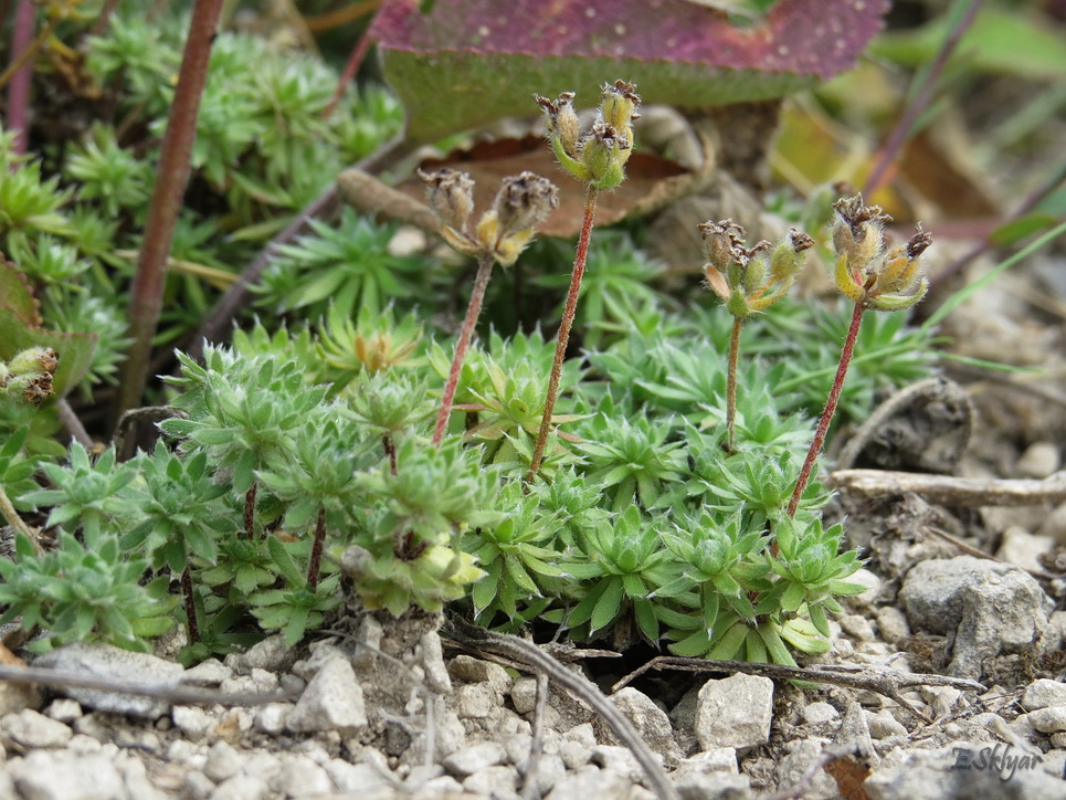 Image of Androsace koso-poljanskii specimen.