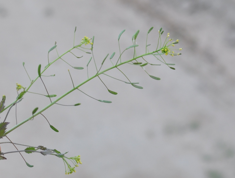 Image of Draba nemorosa specimen.