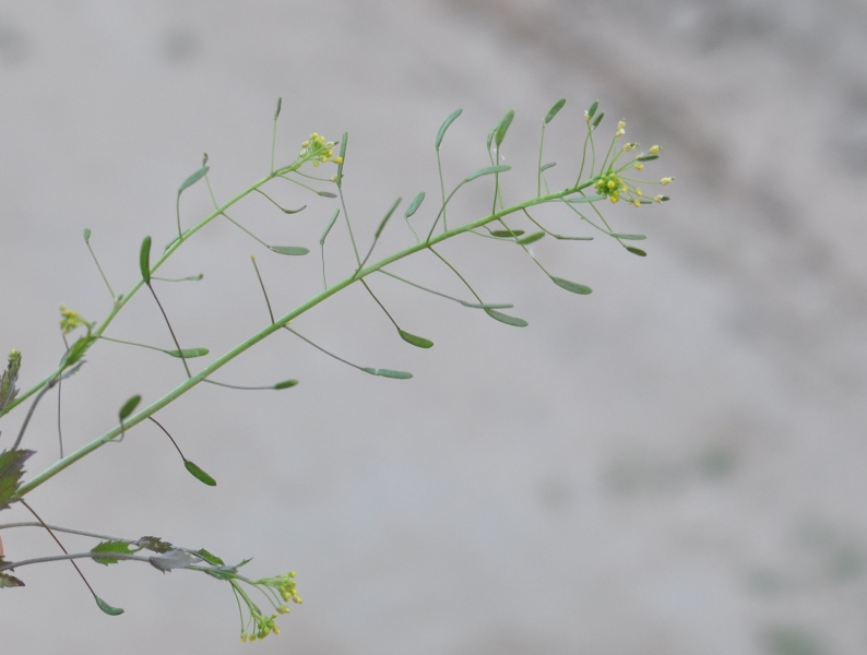 Изображение особи Draba nemorosa.