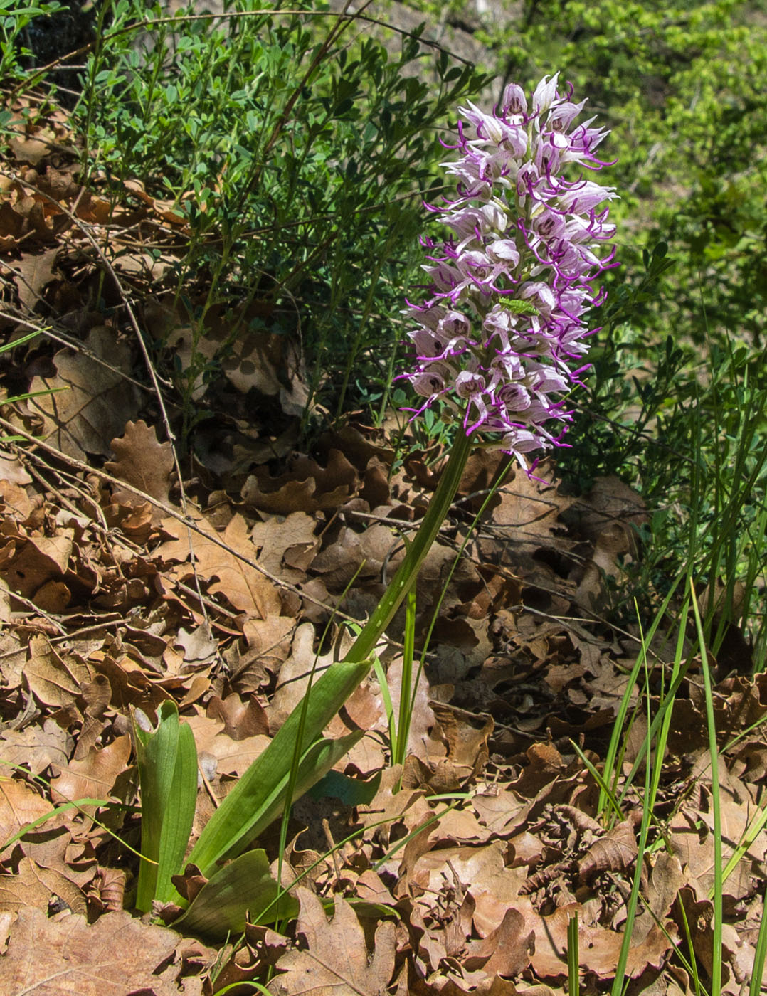 Image of Orchis simia specimen.