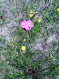 Dianthus borbasii