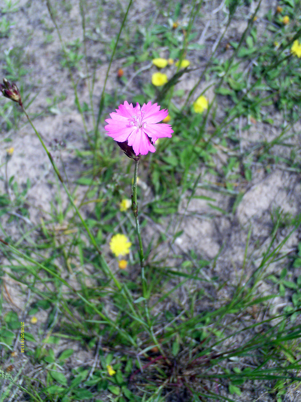 Image of Dianthus borbasii specimen.