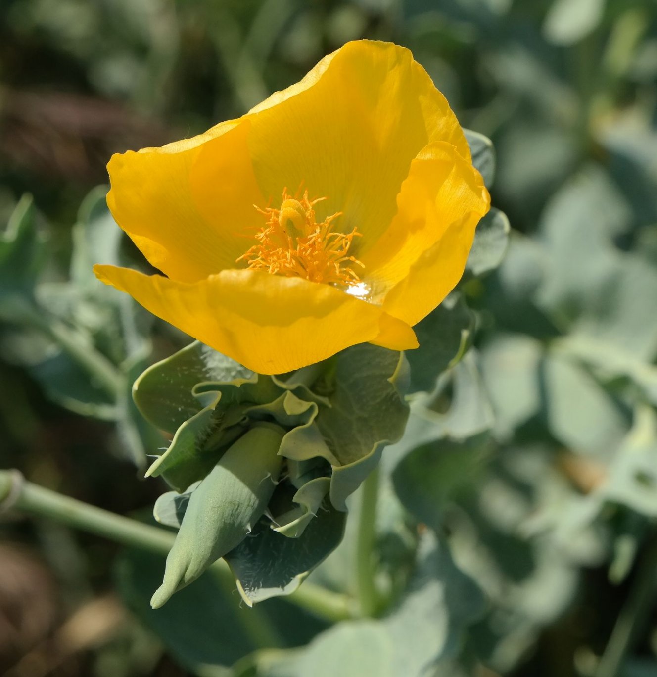 Image of Glaucium flavum specimen.