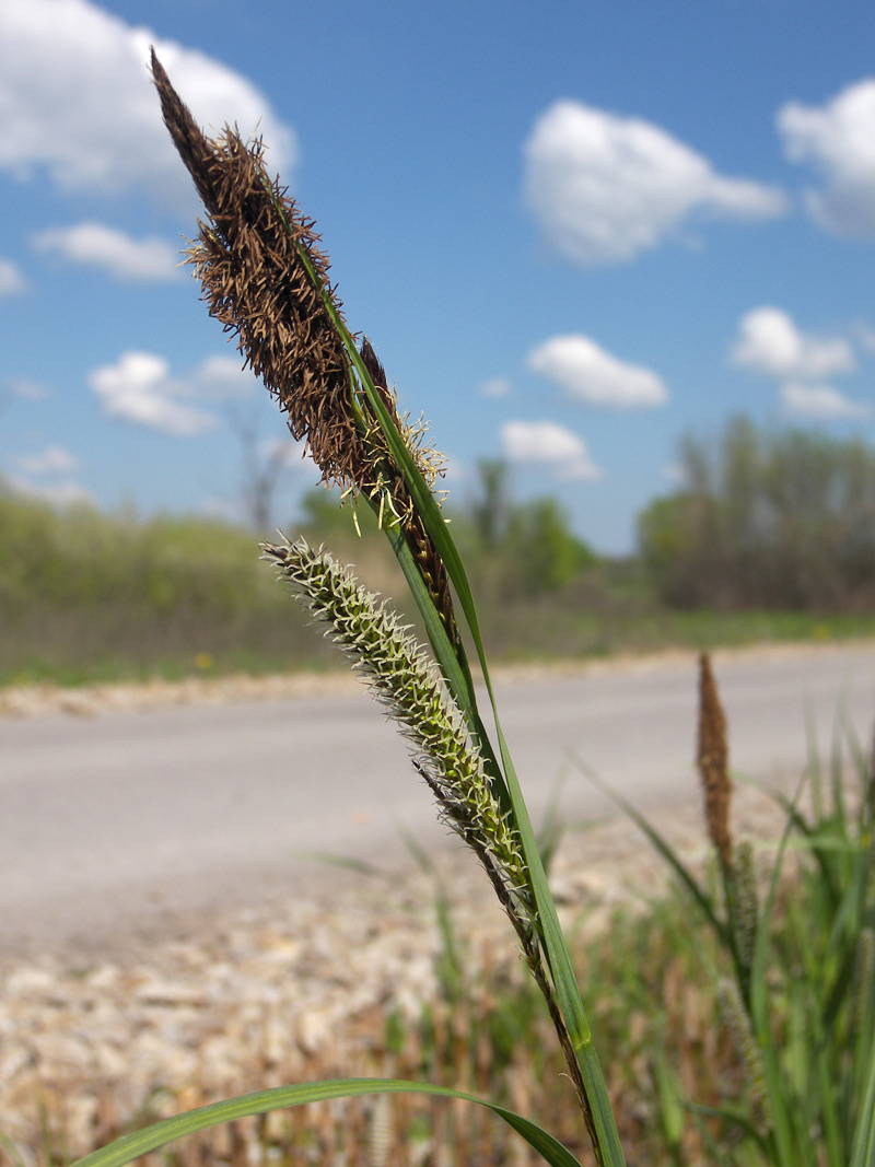 Изображение особи Carex acutiformis.