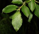 Salix caprea. Листья на верхушке побега. Московская обл., Раменский р-н, окр. ж.-д. платформы Хрипань, смешанный лес у ЛЭП. 13.06.2016.