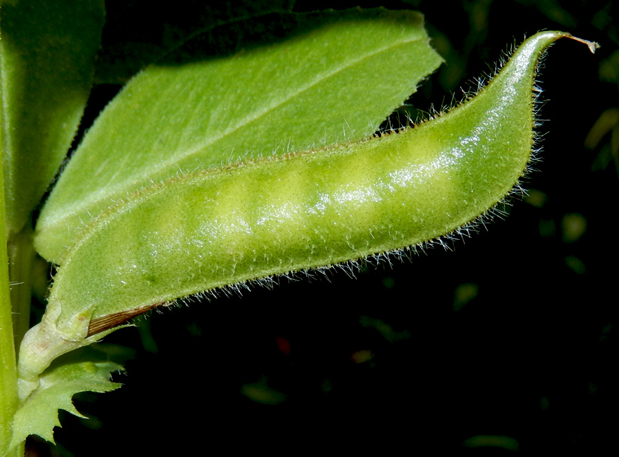 Изображение особи Vicia narbonensis.