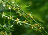 Asparagus schoberioides. Часть цветущего побега. Приморье, окр. г. Находка, смешанный лес. 26.06.2016.