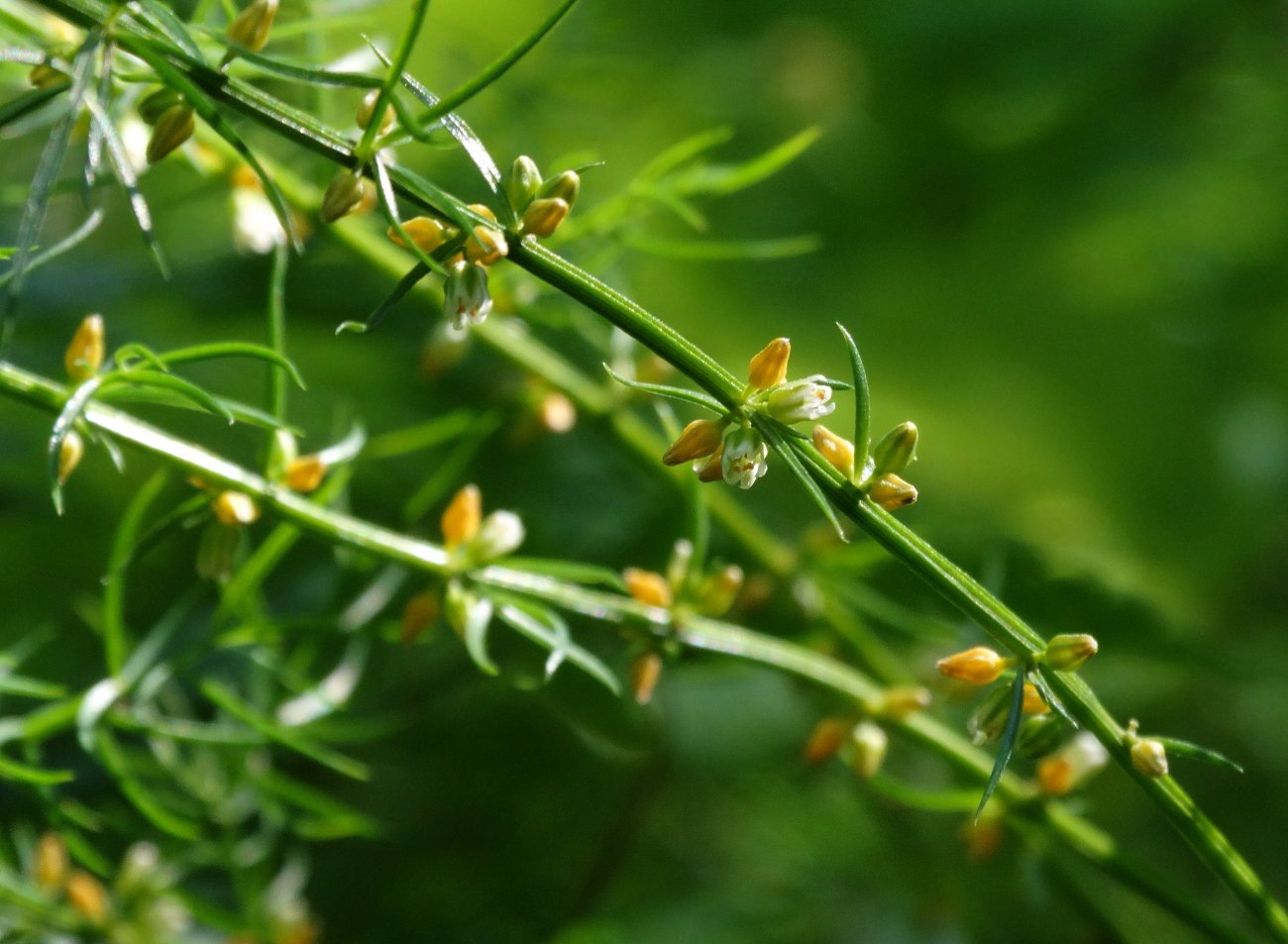 Image of Asparagus schoberioides specimen.