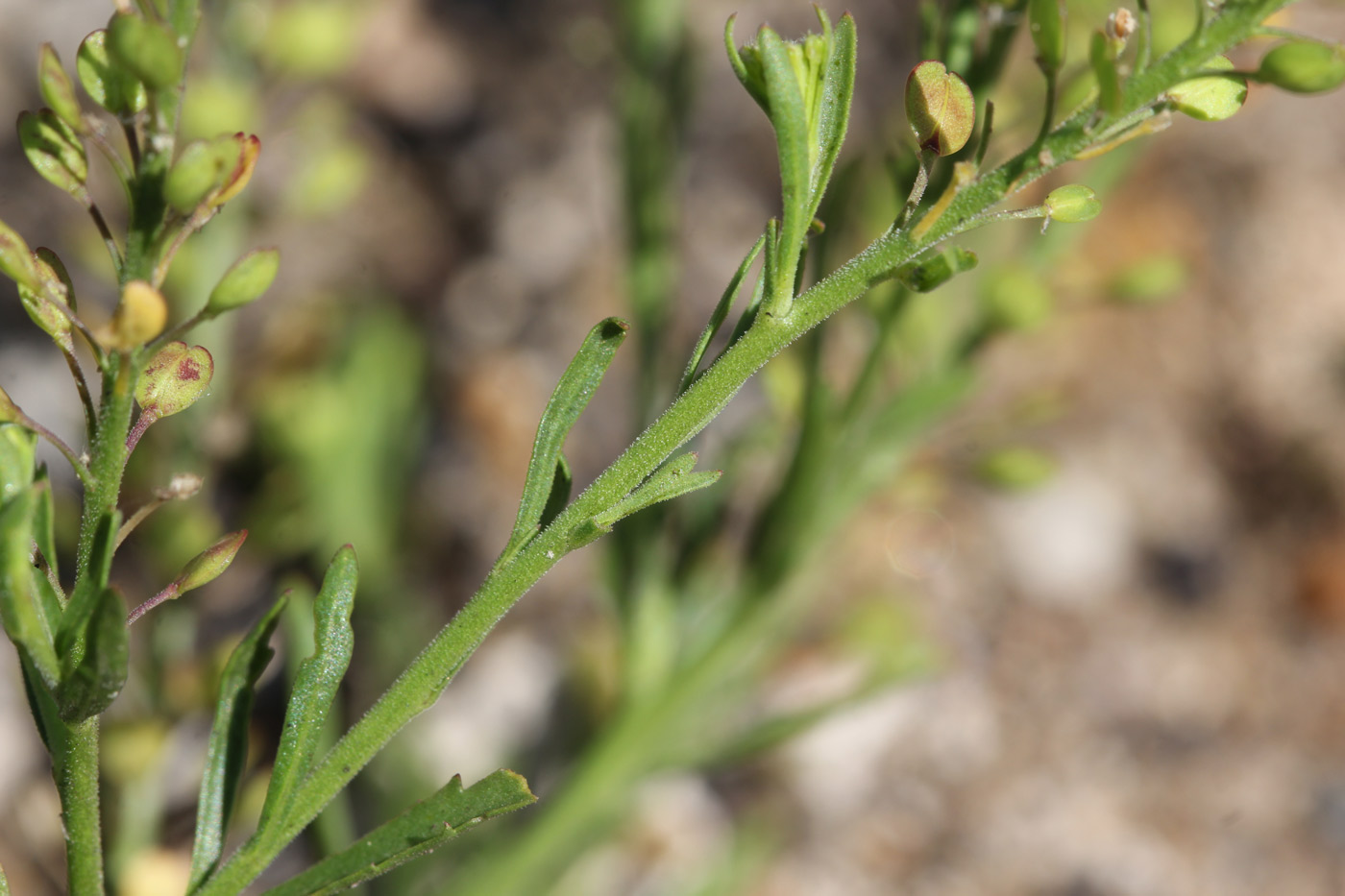Image of Lepidium densiflorum specimen.