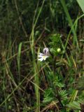 Euphrasia stricta