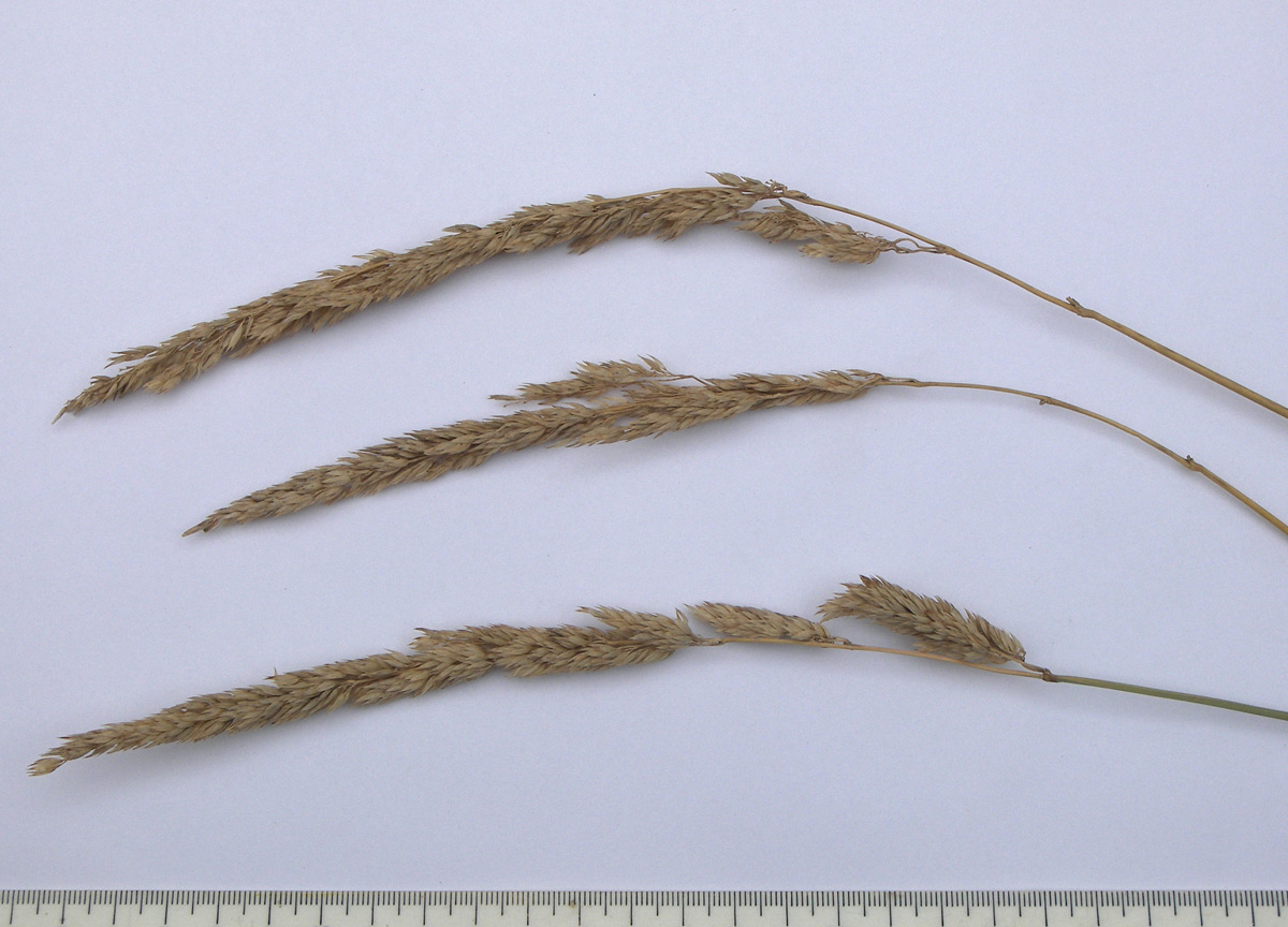 Image of Phalaroides arundinacea specimen.