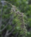 Poa bulbosa ssp. vivipara