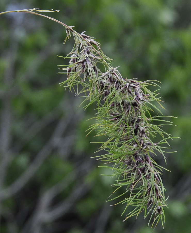 Изображение особи Poa bulbosa ssp. vivipara.