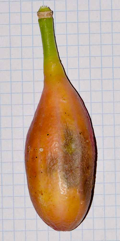 Image of Capparis cartilaginea specimen.