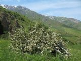 Rosa fedtschenkoana. Цветущее растение. Южный Казахстан, Таласский Алатау, запов. Аксу-Жабаглы, ур. Кызылжар, выс. 1650 м н.у.м. 6 июня 2016 г.