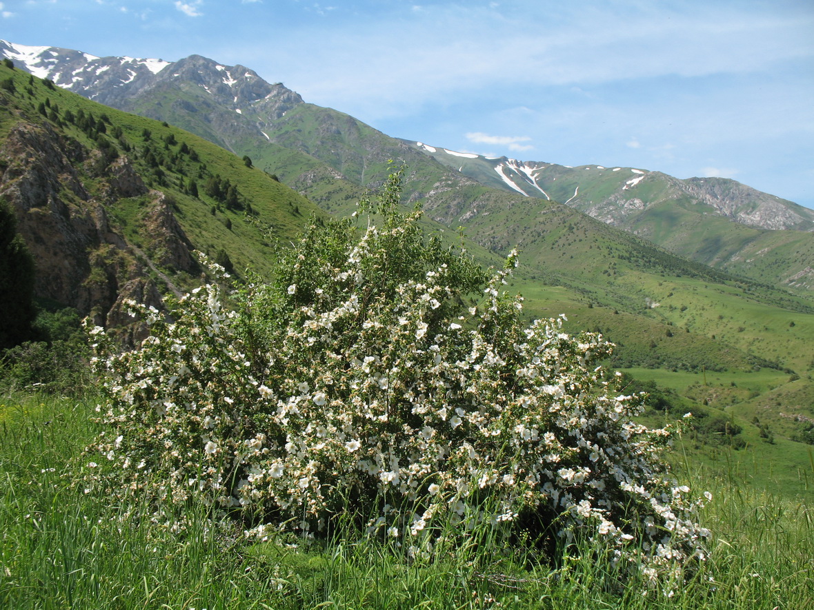 Image of Rosa fedtschenkoana specimen.