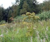 Angelica sylvestris. Плодоносящее растение. Московская обл., Раменский р-н, окр. ж.-д. платформы Хрипань, просека под ЛЭП. 10.08.2016.