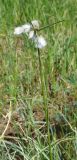 Eriophorum angustifolium. Плодоносящее растение. Ямало-Ненецкий АО, г. Надым, северо-западная окраина, бугристое болото, в межбугорном понижении. 16 июня 2012 г.