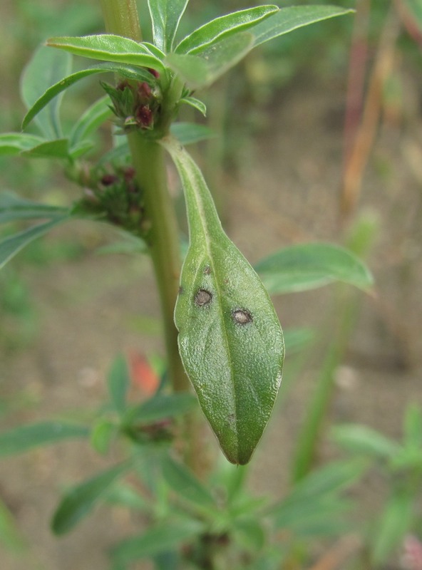 Изображение особи Amaranthus blitoides.